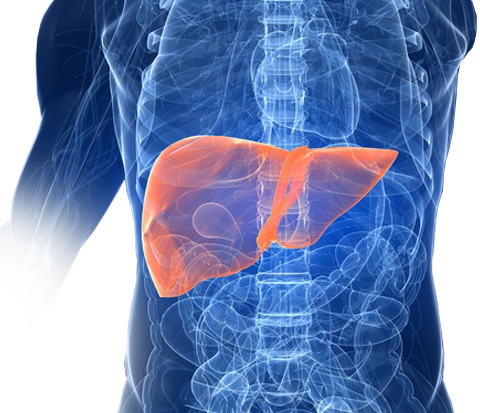 Internal view of liver